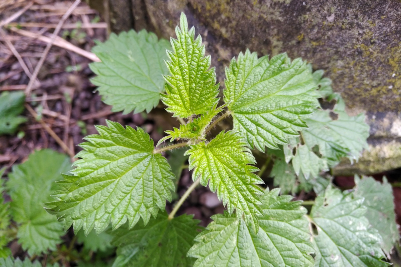 Nettle Plant Profile – Solidarity Apothecary