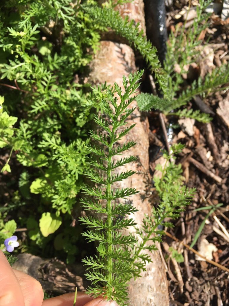 Yarrow Plant Profile – Solidarity Apothecary