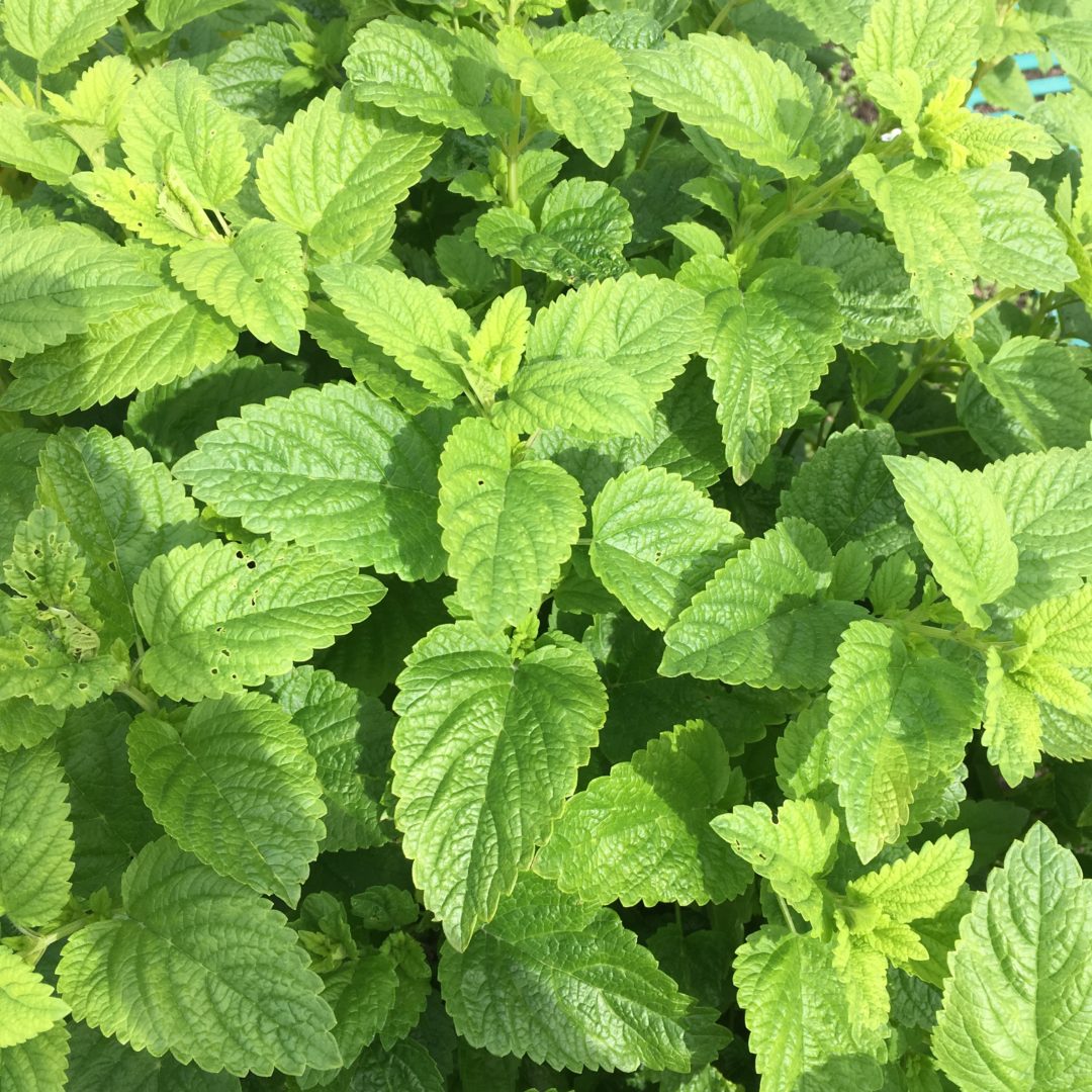 Lemon Balm Plant Profile Solidarity Apothecary