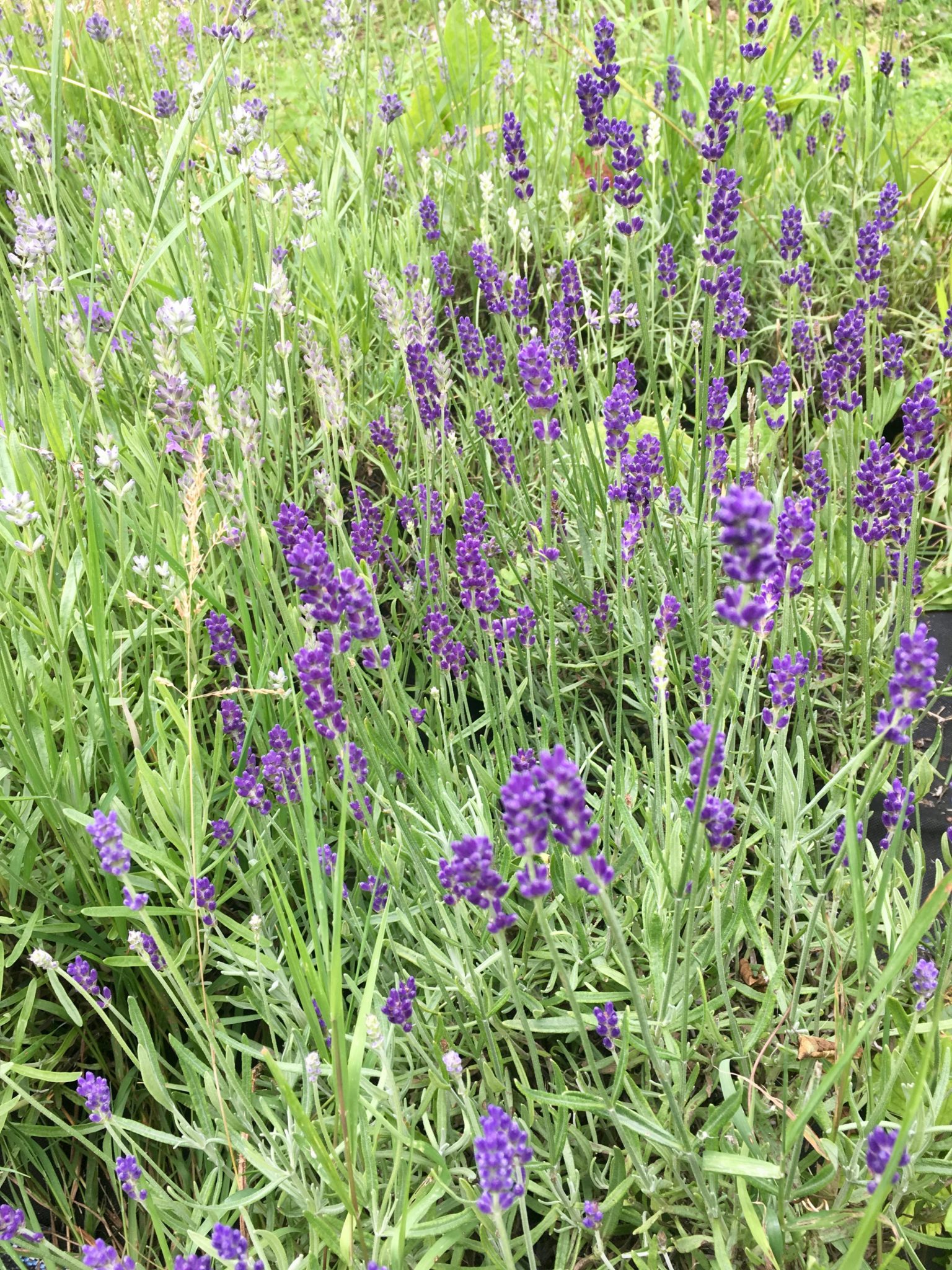 Lavender Plant Profile Solidarity Apothecary