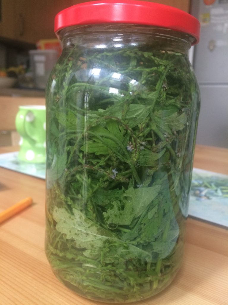 Vervain in jar