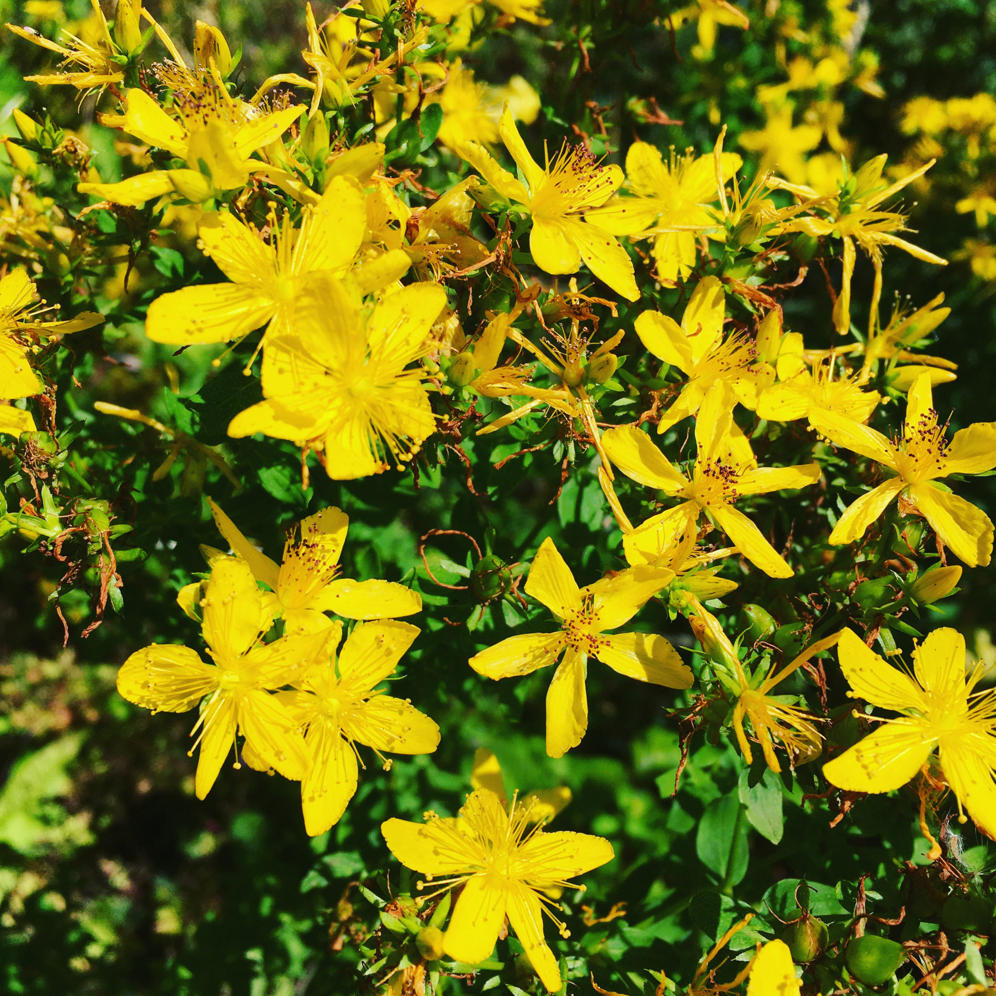 St John’s Wort Plant Profile Solidarity Apothecary