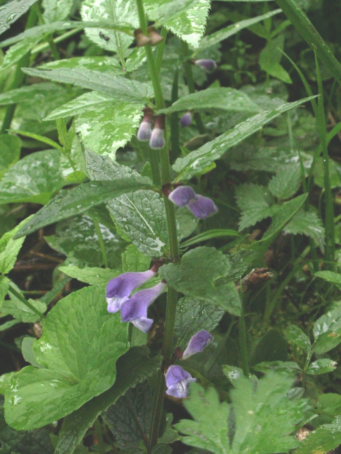 Skullcap Plant Profile Solidarity Apothecary