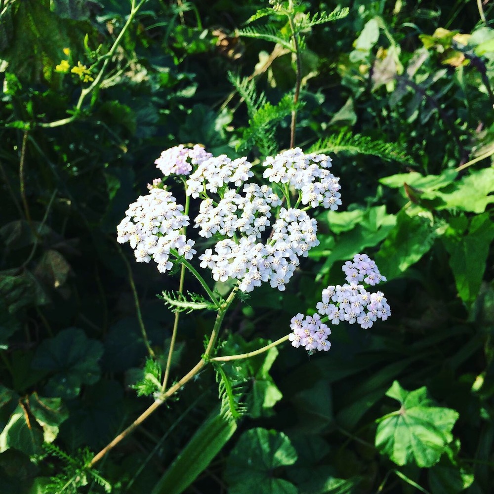 Yarrow