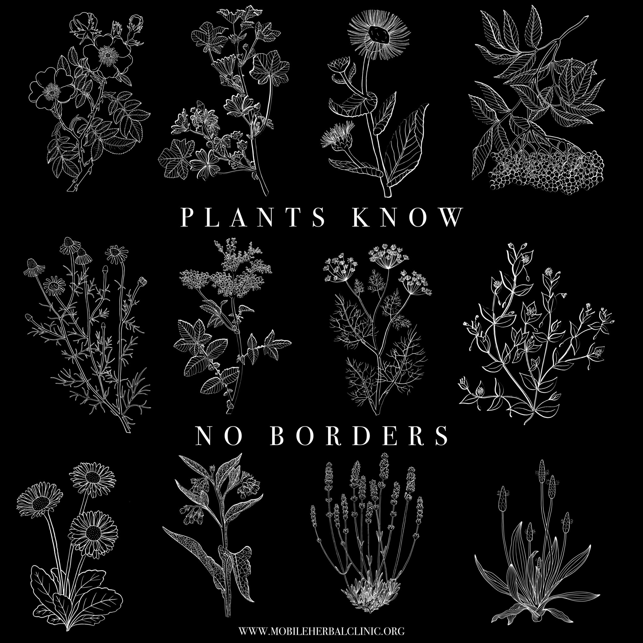 Plants Know No Borders T-shirts now available! – Solidarity Apothecary